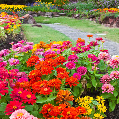 500 Mixed Colors CALIFORNIA GIANT ZINNIA Elegans Flower Seeds