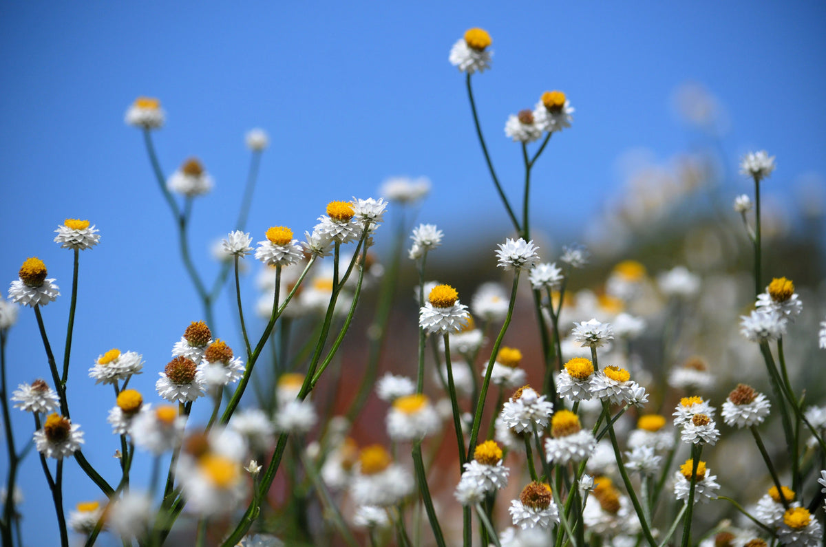 250 WHITE WINGED EVERLASTING Ammobium Alatum Flower Seeds