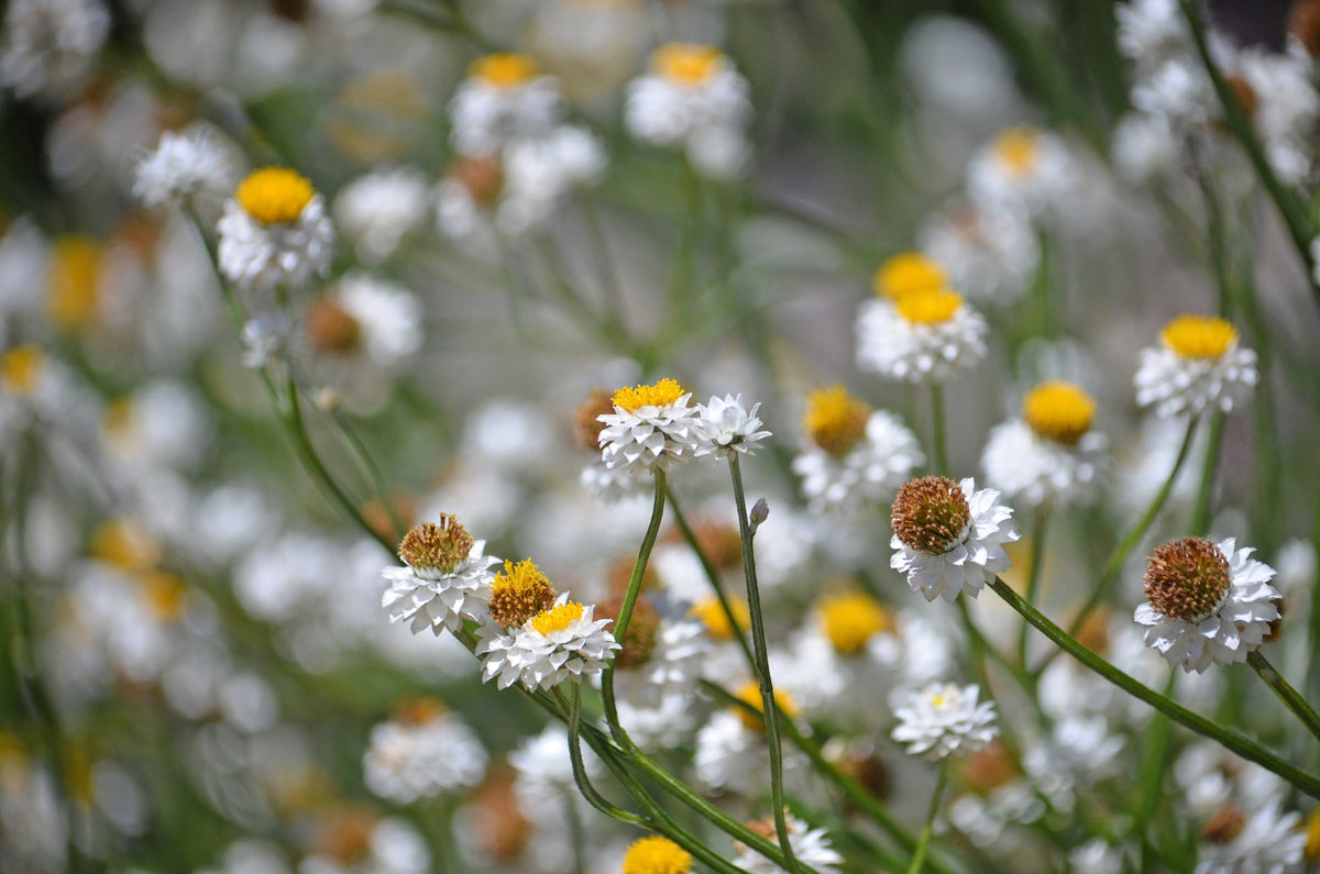 250 WHITE WINGED EVERLASTING Ammobium Alatum Flower Seeds