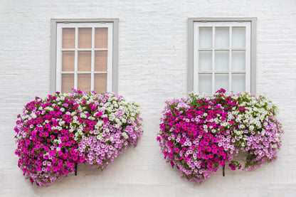 250 MIXED COLORS PETUNIA Flower Seeds
