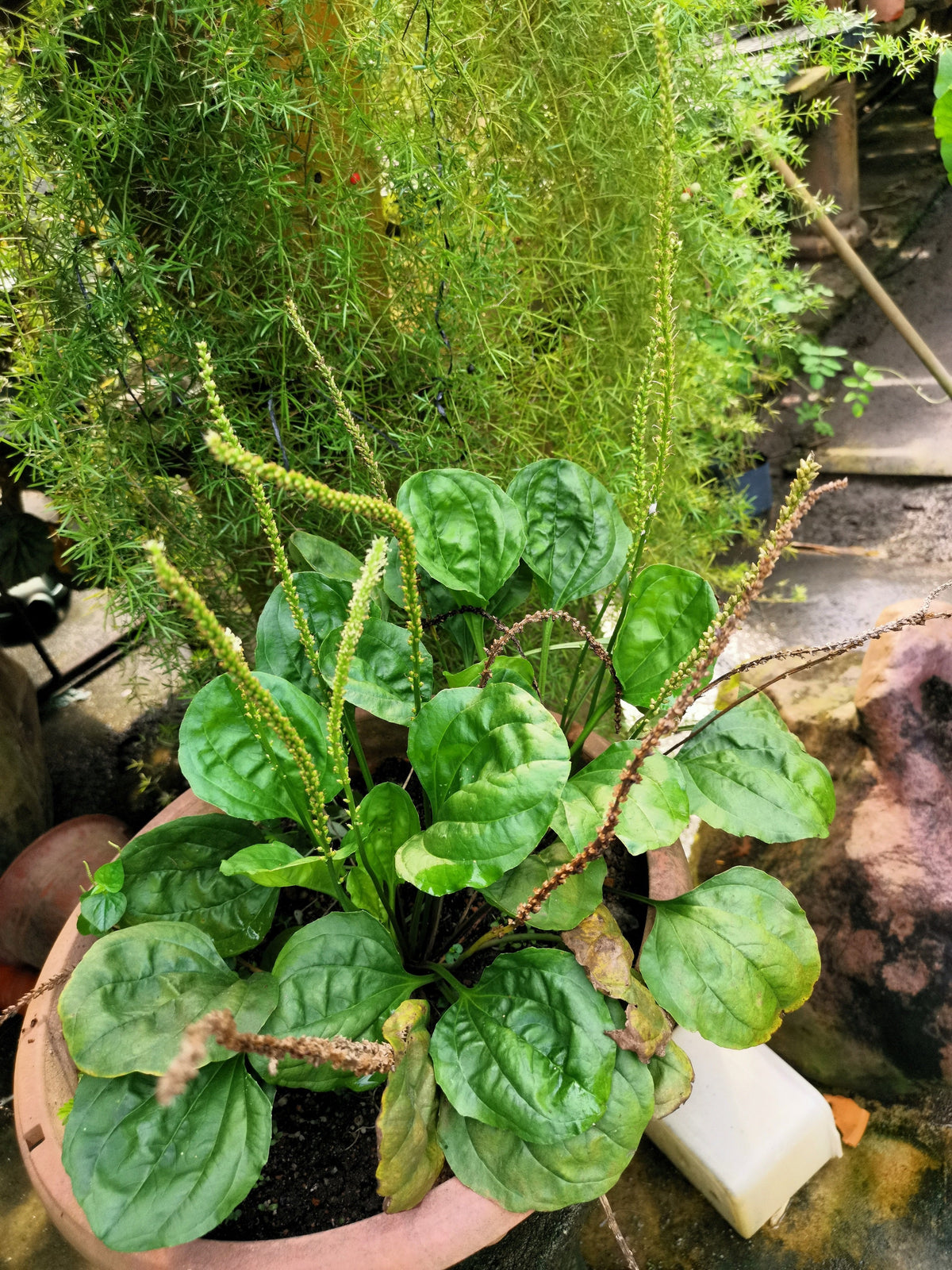 1000 CHINESE PLANTAIN Plantago Asiatica Herb Flower Seeds