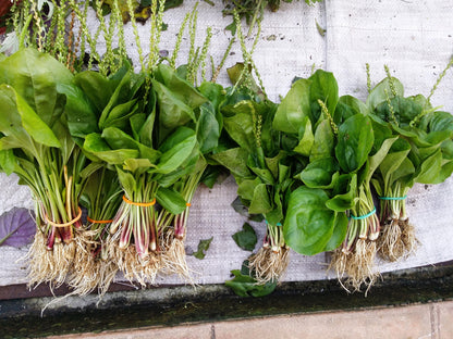 1000 CHINESE PLANTAIN Plantago Asiatica Herb Flower Seeds