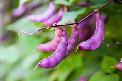 10 Ruby Moon HYACINTH BEAN Lablab Purpureus Blue Purple White Flower Ornamental Vine Seeds
