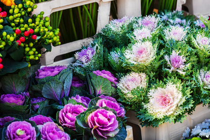 60 ORNAMENTAL KALE MIXED Colors Brassica Oleracea Flower Seeds