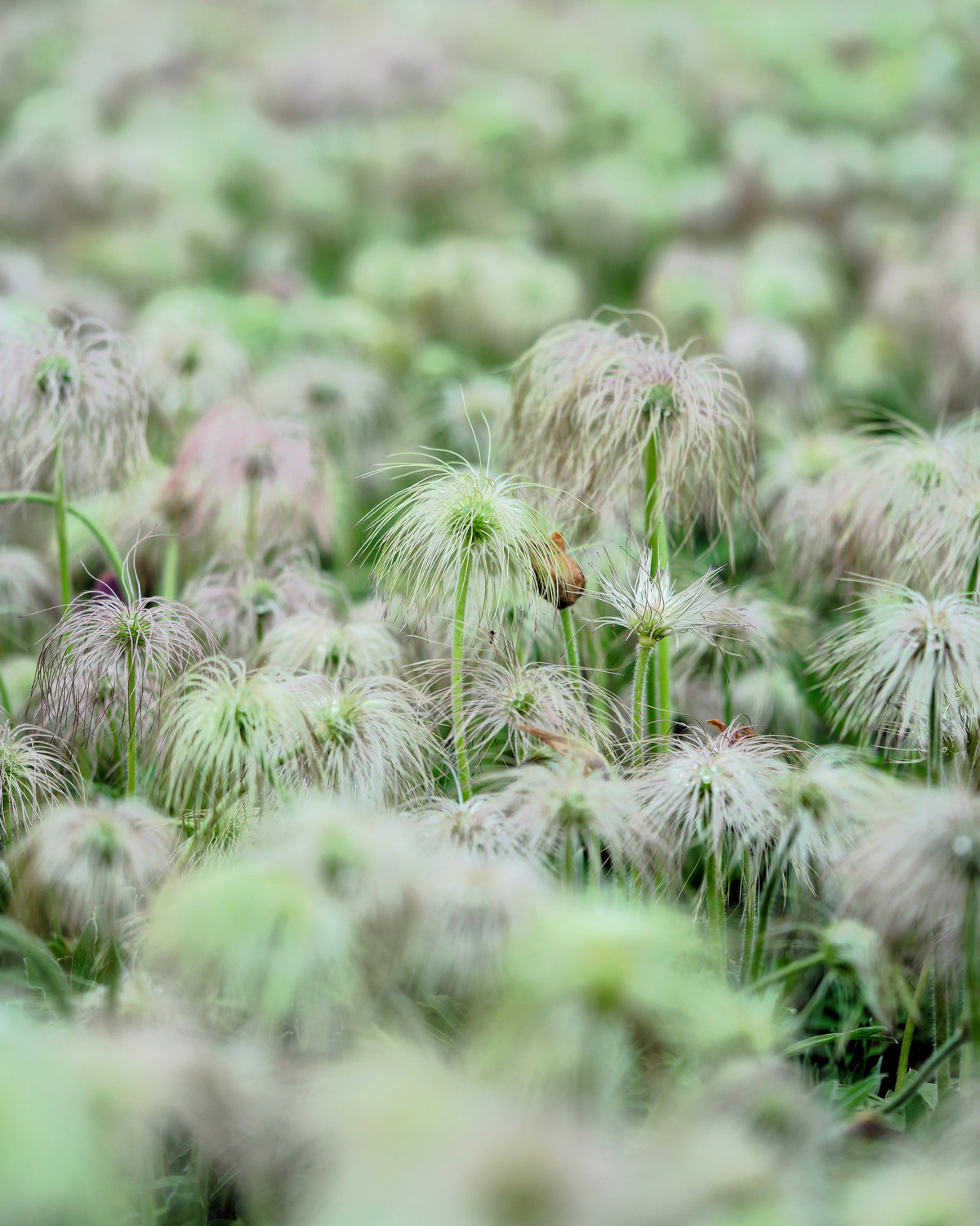 50 PULSATILLA Chinensis / Chinese Purple PASQUE Flower ANEMONE Herb Seeds