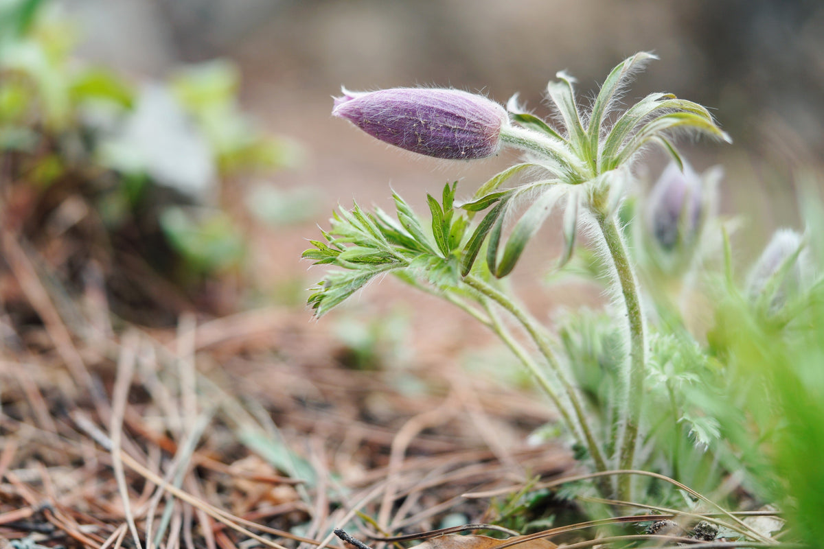 50 PULSATILLA Chinensis / Chinese Purple PASQUE Flower ANEMONE Herb Seeds