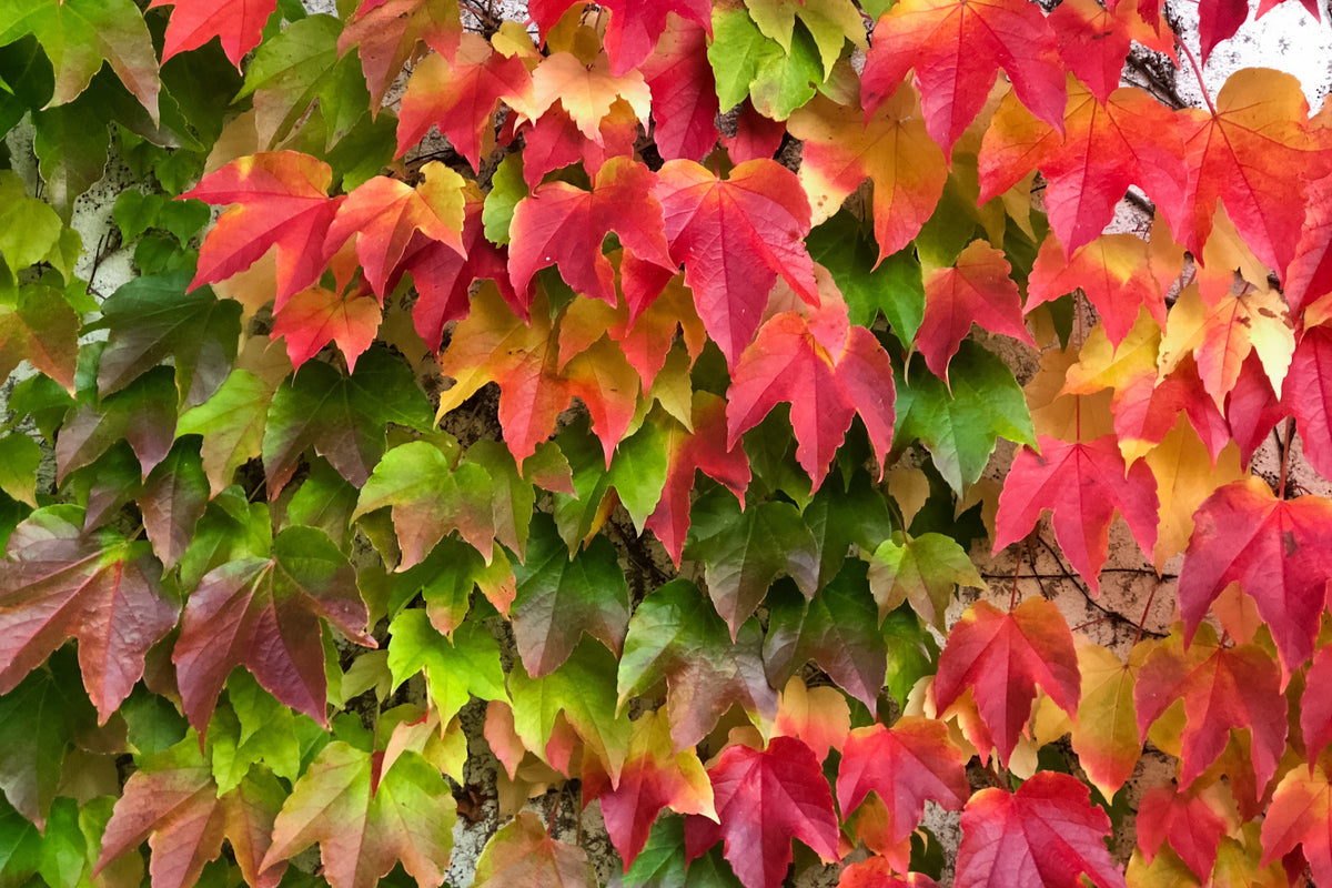 10 BOSTON IVY ( Bostonian Ivy / Wall Ivy ) Parthenocissus Tricuspidata Veitchii Vine Flower Seeds