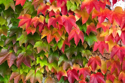 10 BOSTON IVY ( Bostonian Ivy / Wall Ivy ) Parthenocissus Tricuspidata Veitchii Vine Flower Seeds