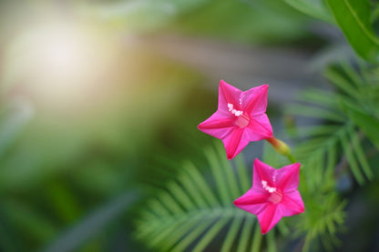 50 CYPRESS VINE MIX Ipomoea Quamoclit Convolvulus Hummingbird Star Morning Glory Cardinal Creeper Flower Seeds - Mixed Colors Red Pink White