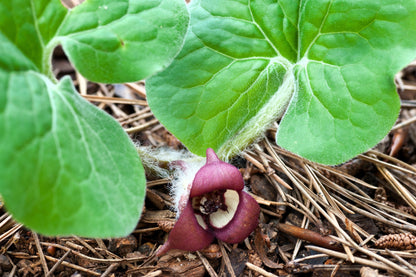 25 WILD GINGER Asarum Canadense Canadian Heart Snakeroot Flower Herb Seeds