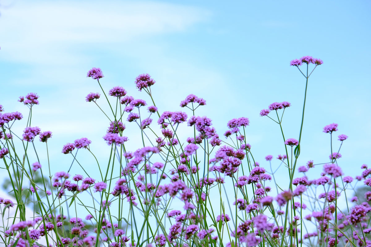 150 BUENOS AIRES VERBENA Brazilian Purple Bonariensis Patagonica Flower Seeds