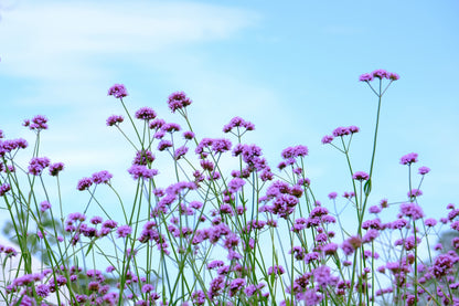 150 BUENOS AIRES VERBENA Brazilian Purple Bonariensis Patagonica Flower Seeds