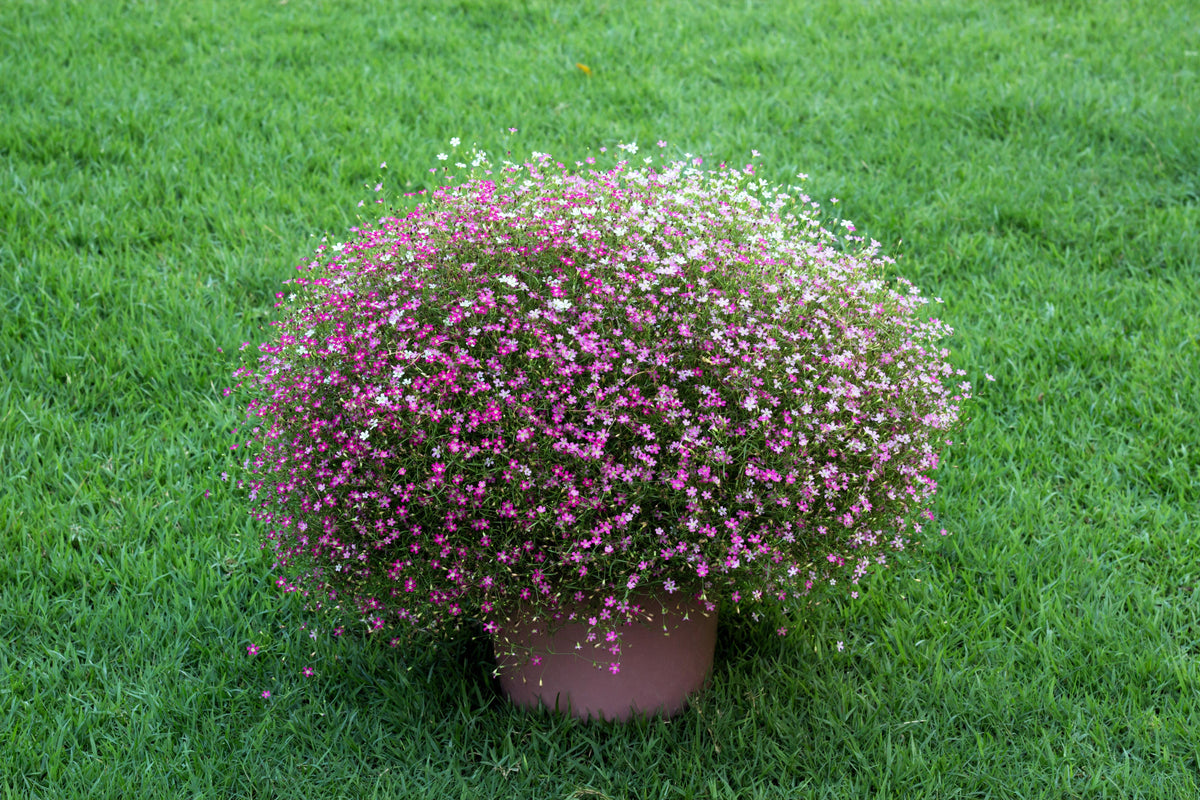 350 RED BABYS BREATH Gypsophila Elegans Baby's Breath Flower Seeds