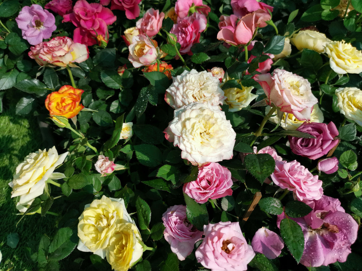 25 Mixed Colors ANGEL WINGS Miniature ROSE Bush Mix Rosa Chinensis Flower Seeds