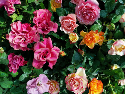25 Mixed Colors ANGEL WINGS Miniature ROSE Bush Mix Rosa Chinensis Flower Seeds