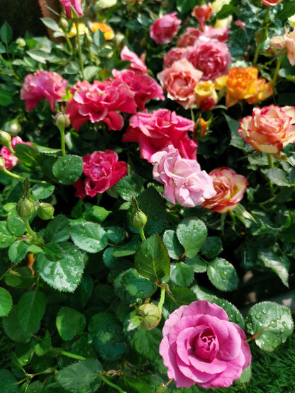 25 Mixed Colors ANGEL WINGS Miniature ROSE Bush Mix Rosa Chinensis Flower Seeds