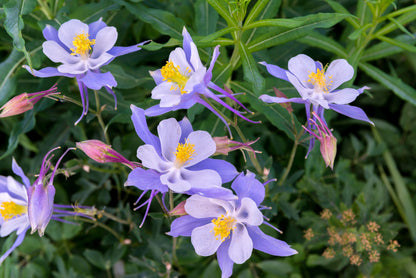 50 Blue ROCKY MOUNTAIN COLUMBINE Aquilegia Caerulea Flower Seeds