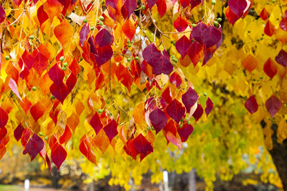 20 Eastern REDBUD TREE Cercis Canadensis Pink Flowering Native Tree Seeds