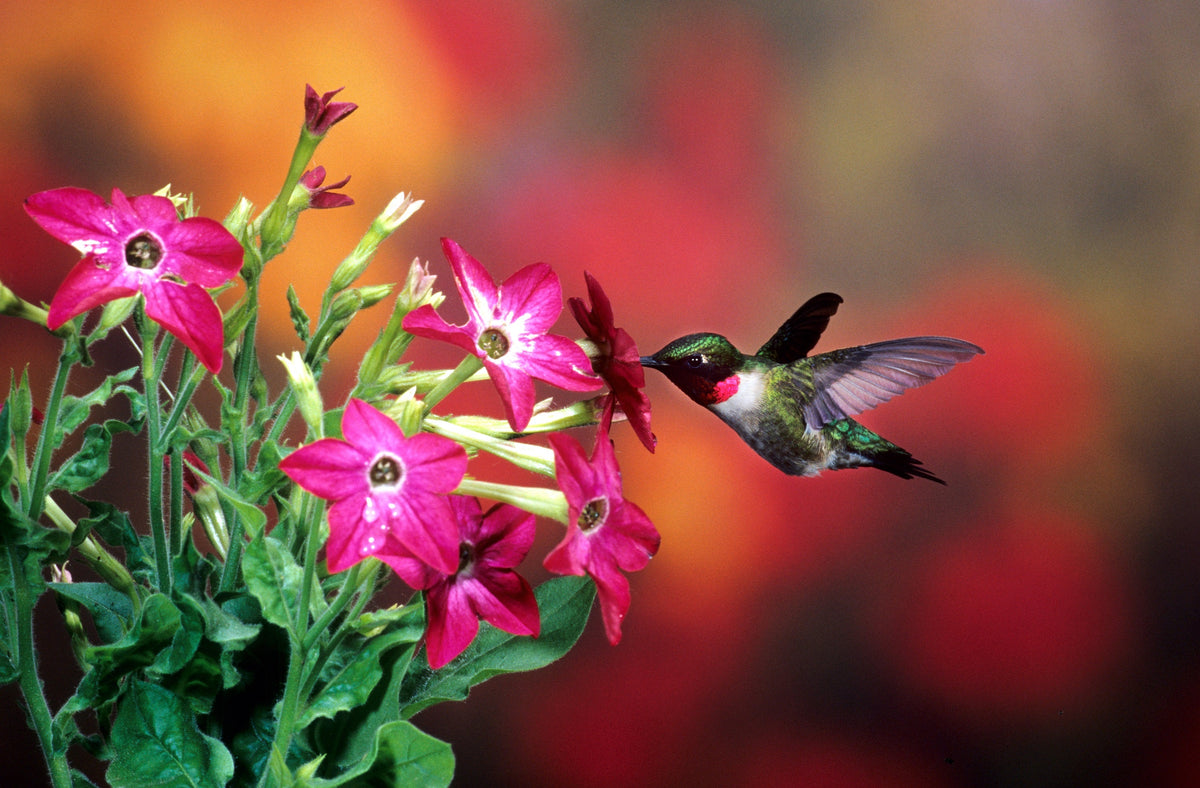 100 Heirloom MIXED COLORS NICOTIANA (Ornamental Flowering Tobacco) Nicotiana Alata Flower Seeds