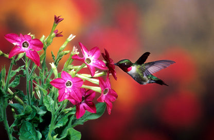 100 Heirloom MIXED COLORS NICOTIANA (Ornamental Flowering Tobacco) Nicotiana Alata Flower Seeds