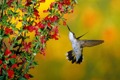 400 SCARLET SAGE (Lady-In-Red Salvia / Blood Sage / Red Texas Sage) Salvia Coccinea Flower Seeds