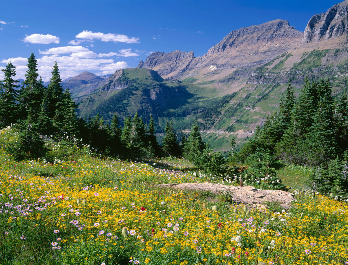 15 MOUNTAIN ARNICA Montana Wolf's Bane Yellow Flower Herb Seeds