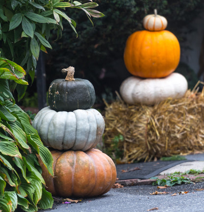 15 JARRAHDALE GREEN PUMPKIN Jarradale Blue Grey Cucurbita Maxima Vegetable Seeds