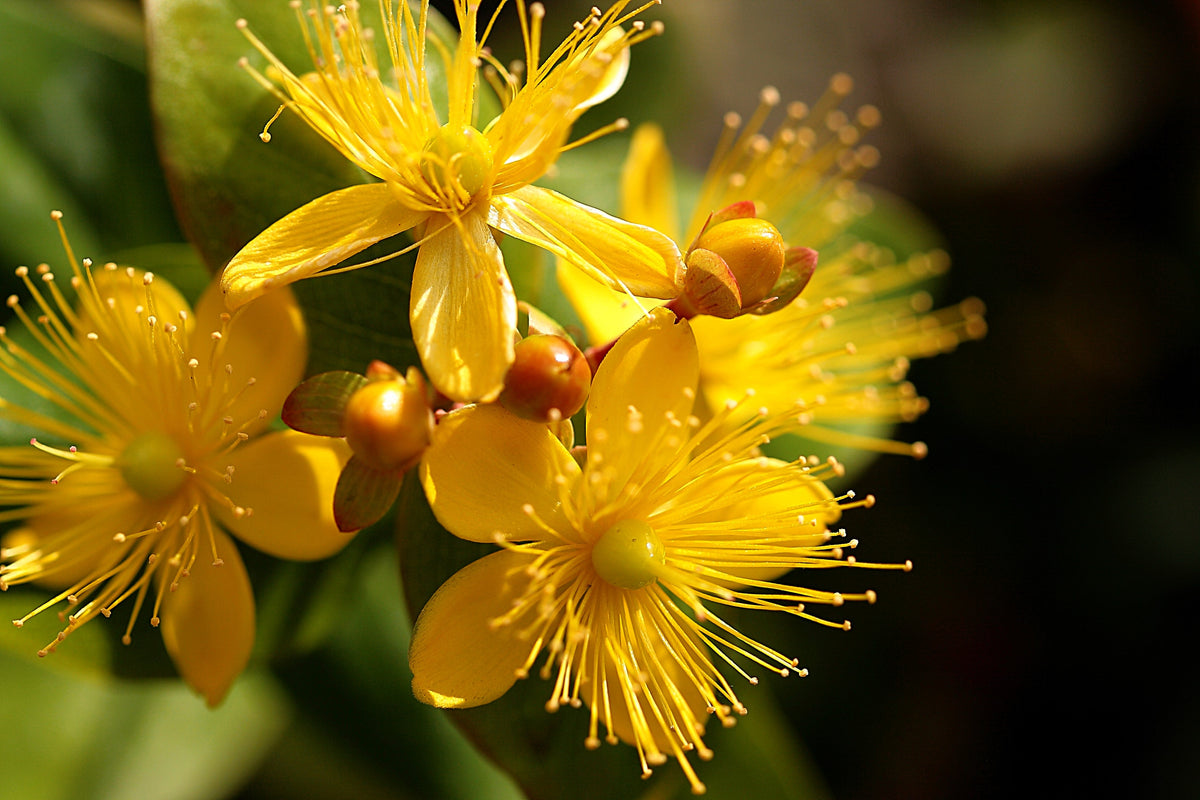 1500 Great SAINT JOHNS WORT St John's Hypericum Pyramidatum Yellow Flower Herb Seeds