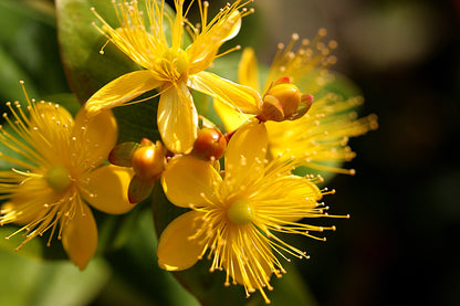 1500 Great SAINT JOHNS WORT St John's Hypericum Pyramidatum Yellow Flower Herb Seeds