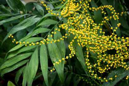 15 PARLOR PALM Neanthe Bella Palm Chamaedorea Elegans Tree Houseplant Seeds