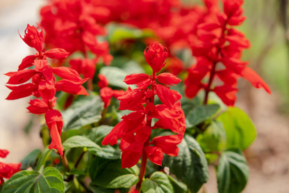 400 SCARLET SAGE (Lady-In-Red Salvia / Blood Sage / Red Texas Sage) Salvia Coccinea Flower Seeds