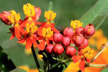100 SUNSET MILKWEED Asclepias Curassavica Scarlet Blood Flower Red Orange Butterfly Weed Seeds
