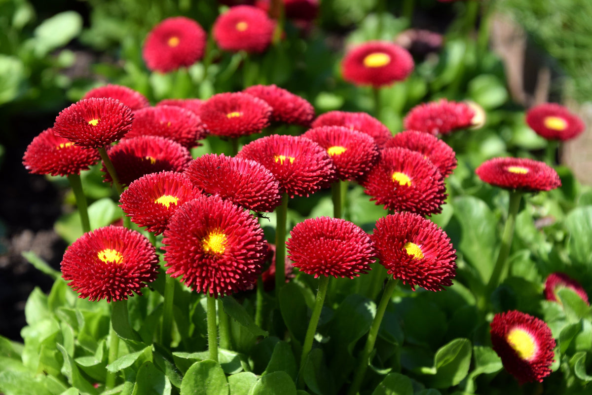100 MIXED Colors ENGLISH DAISY Bellis Perennis Flower Seeds