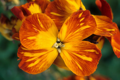 300 Mixed Colors ENGLISH Aegean WALLFLOWER Cheiranthus Cheiri Erysimum Pink Red Yellow Purple Bicolor Flower SeedsSeeds