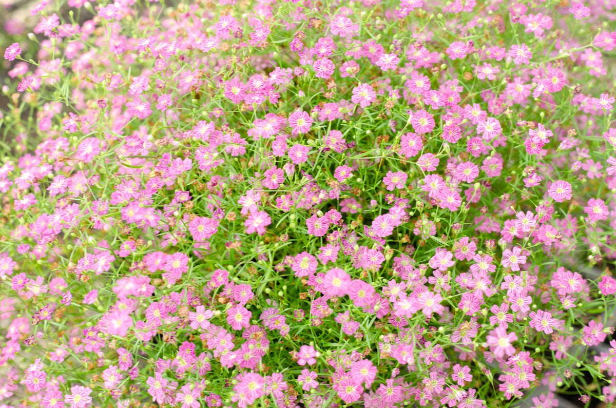 350 RED BABYS BREATH Gypsophila Elegans Baby's Breath Flower Seeds