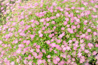 350 RED BABYS BREATH Gypsophila Elegans Baby's Breath Flower Seeds