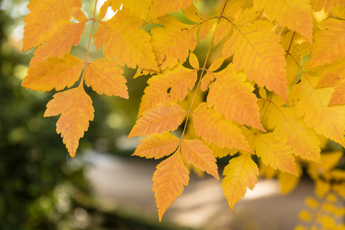 10 DWARF GOLDEN RAIN TREE Koelreuteria Paniculata Nana Yellow Flower Seeds
