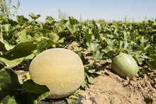 75 Green Flesh ROCKY FORD CANTALOUPE Muskmelon Cucumis Melo Melon Fruit Seeds