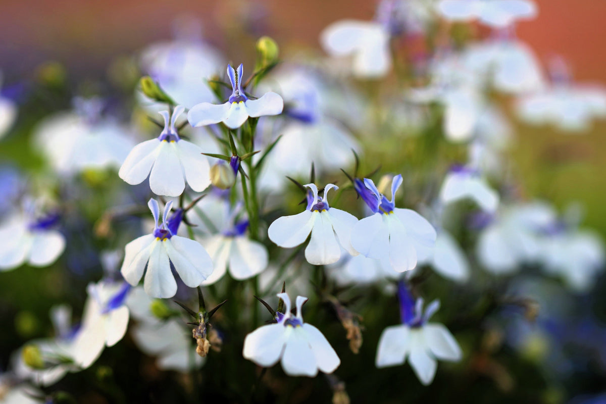 200 BLUE SPLASH LOBELIA Regatta Blue & White Erinus Flower Seeds