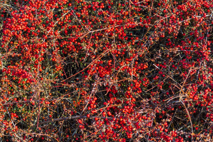 20 SILVER BUFFALOBERRY Shepherdia Argentea Red Fruit Native Bullberry Berry Shrub Seeds
