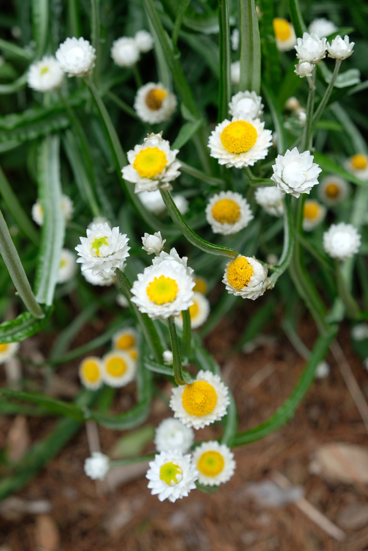 250 WHITE WINGED EVERLASTING Ammobium Alatum Flower Seeds