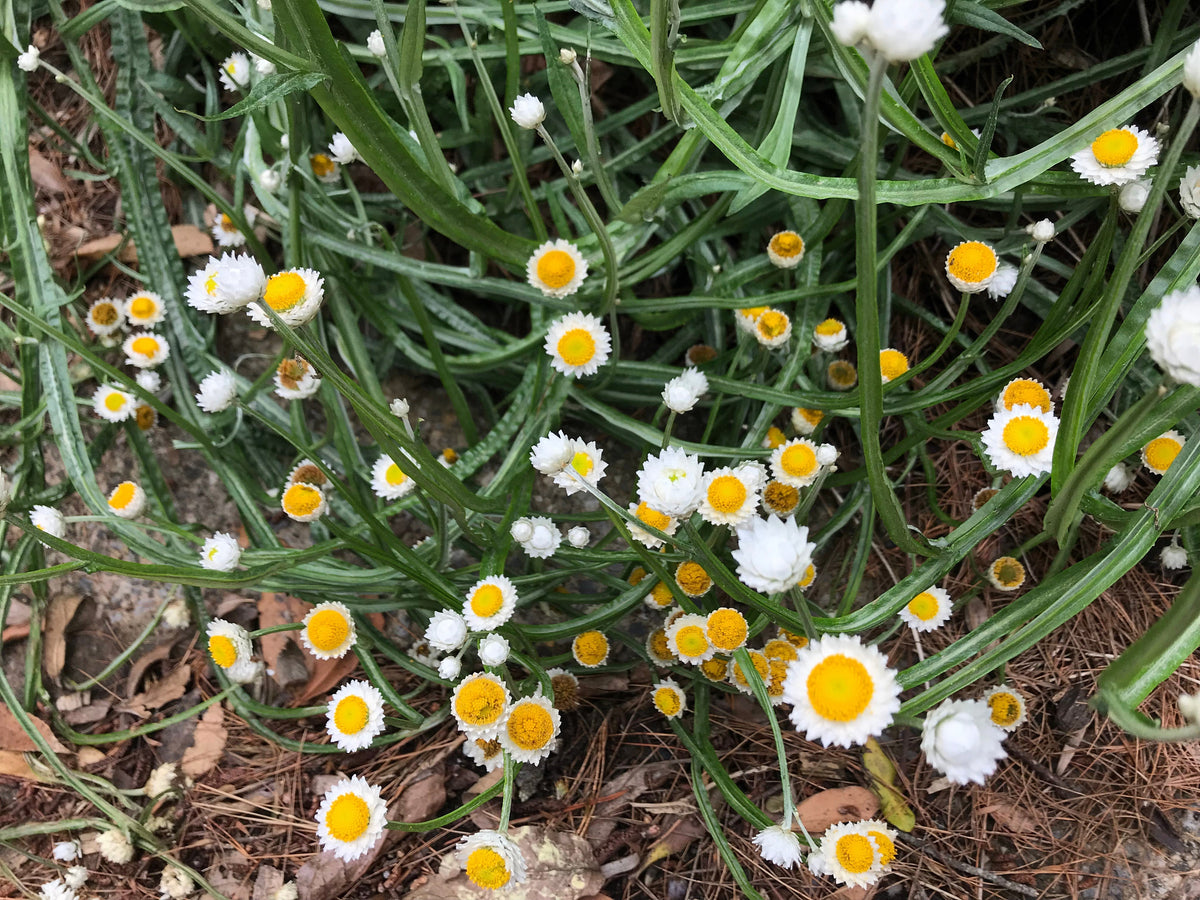 250 WHITE WINGED EVERLASTING Ammobium Alatum Flower Seeds