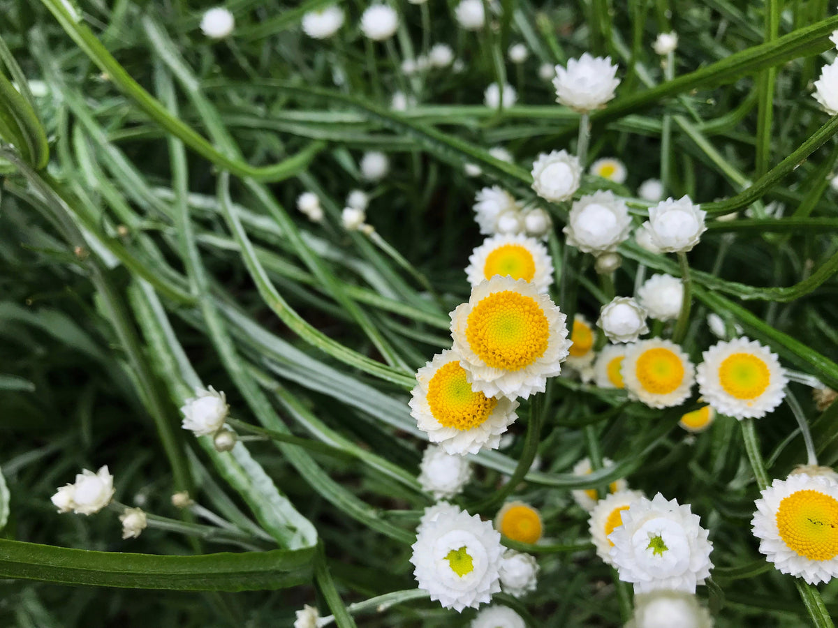 250 WHITE WINGED EVERLASTING Ammobium Alatum Flower Seeds