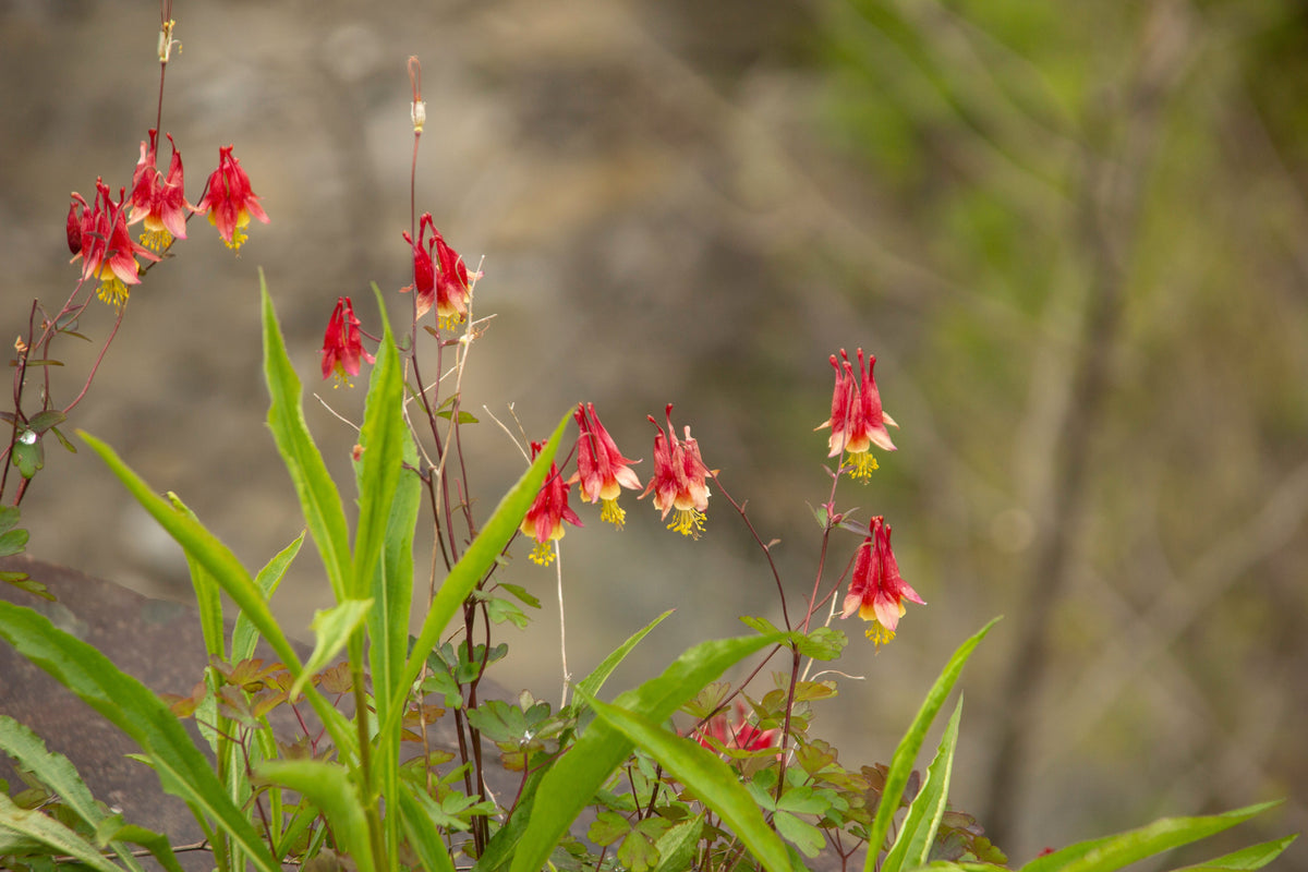 100 WILD/ CANADIAN COLUMBINE Aquilegia Canadensis Flower Seeds