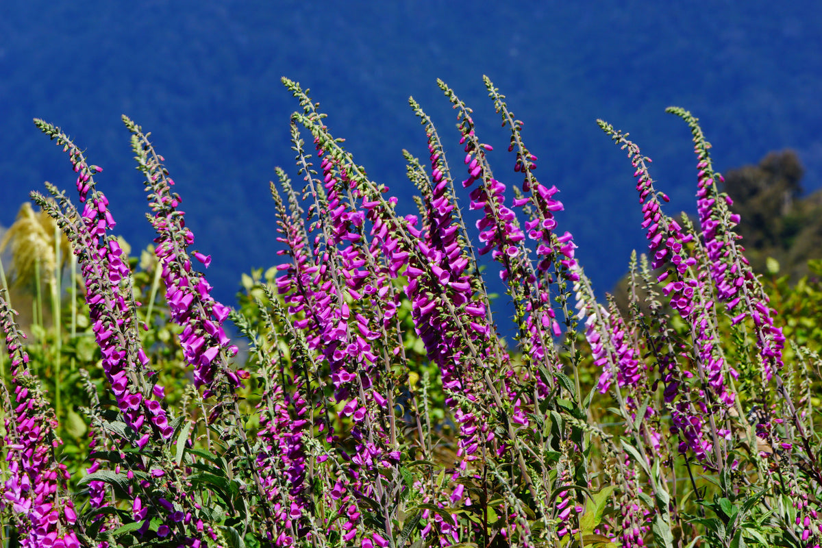 1000 PINK & PURPLE Mix FOXGLOVE Digitalis Flower Seeds