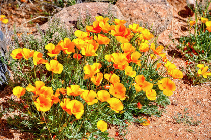 1000 MIXED Colors CALIFORNIA POPPY (Ballerina / Mission Bells) Eschscholzia Californica Flower Seeds