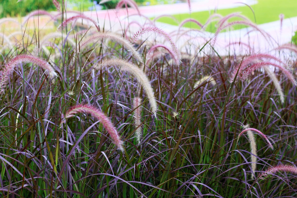 25 PURPLE FOUNTAIN GRASS Ornamental Pennisetum Setaceum Dark Burgundy Flower Seeds