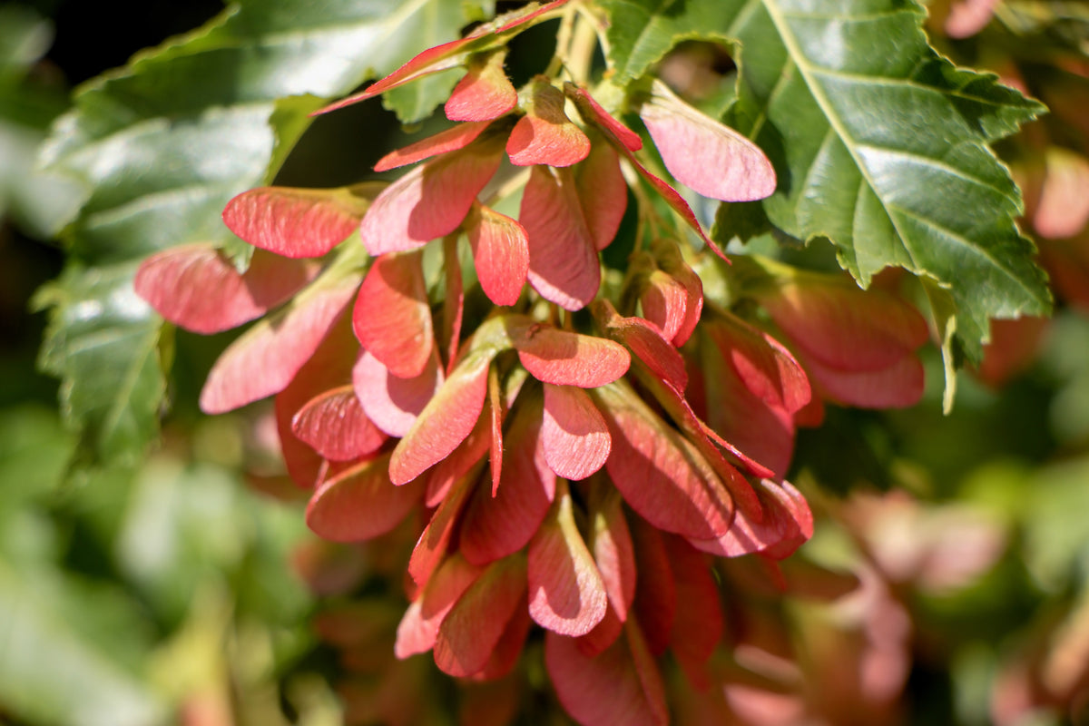 25 SIBERIAN MAPLE TREE Acer Ginnala Seeds - Red Fall Foliage