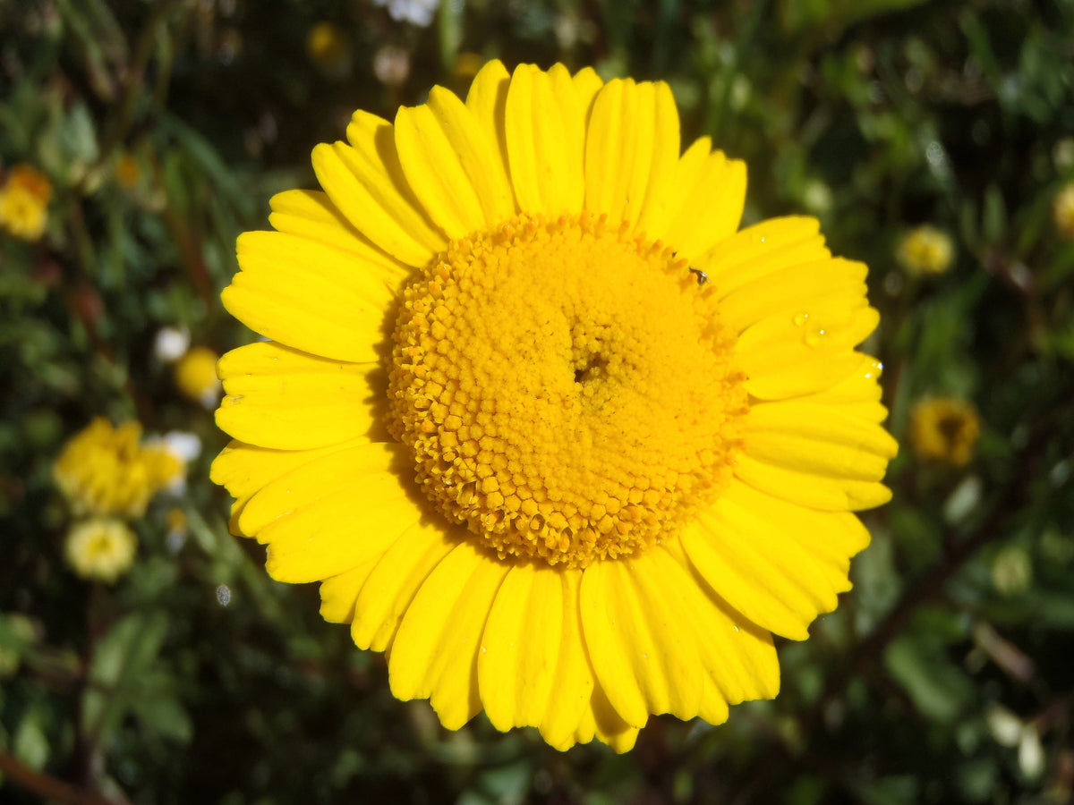 250 YELLOW DAISY Chrysanthemum Multicaule Mini Marguerite Flower Seeds