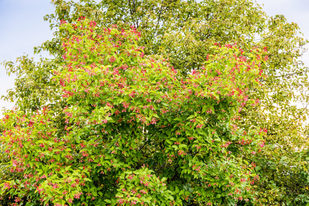 20 Tatarian FLAME MAPLE TREE Red Acer Tataricum Seeds